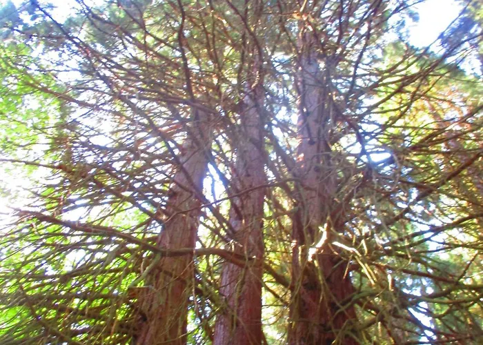 бутикови за гости- Felicita